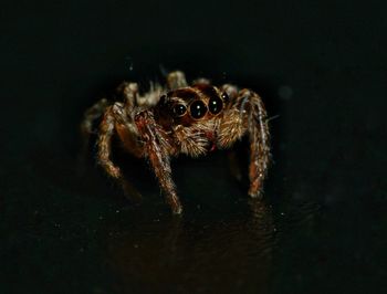 Close-up of spider