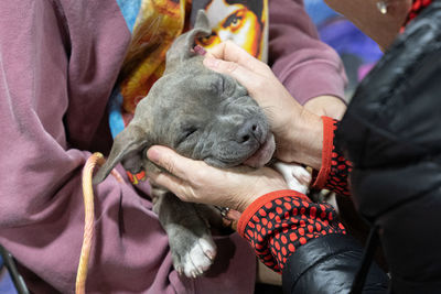 Pitbull puppy being held and pet by hands of a woman