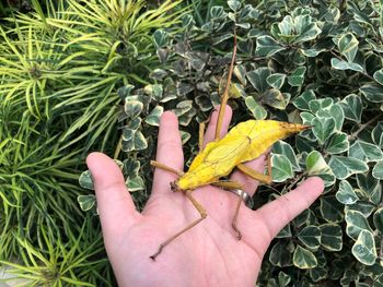 High angle view of hand holding leaves