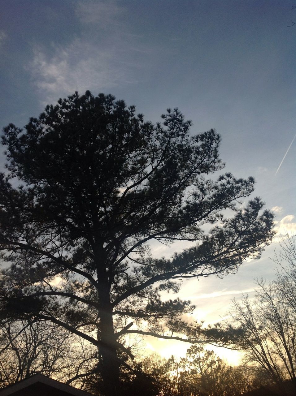 tree, low angle view, silhouette, sky, branch, tranquility, beauty in nature, nature, growth, tranquil scene, scenics, sunset, sunlight, outdoors, sun, no people, bare tree, tree trunk, idyllic, sunbeam