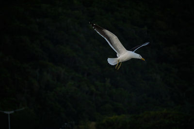 Low angle view of seagull flying