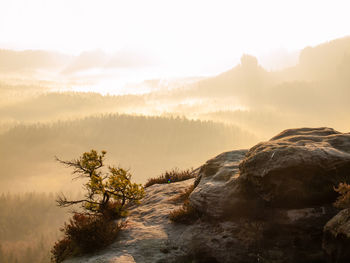 Lone pine over a cliff in the mountains at dawn. broken wild pine bonsai tree. valley full of mist