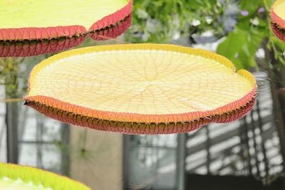 Close-up of fresh yellow flowers