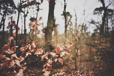 Close-up of tree branches
