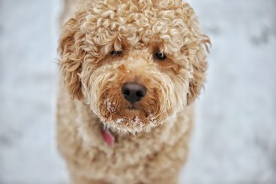 Close-up portrait of dog on snow