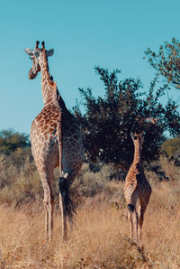 Giraffe standing on field against sky