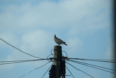 Low angle view of bird perching on cable against sky