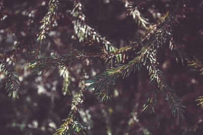 Close-up of pine tree