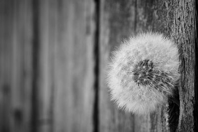 Close-up of dandelion on tree trunk