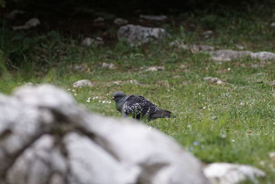 View of a bird on field