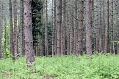 Pine trees in forest