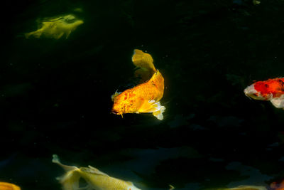 Close-up of fish swimming in sea