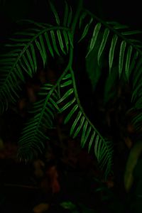 Close-up of leaves on tree