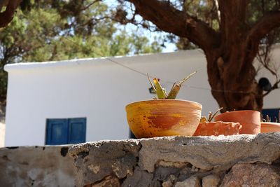 Close-up of potted plant against wall