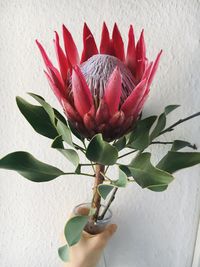 Close-up of hand holding flowering plant