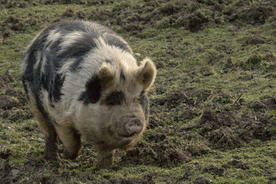 Close-up of pig standing on field