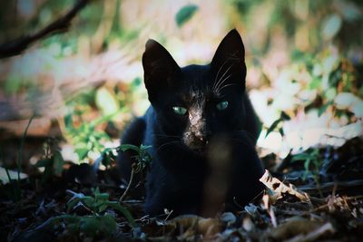 Close-up of cat on grass