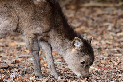 Close-up of fawn on ground