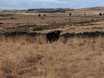 Cow in a field