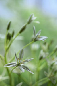 Closeup white flowers of ornithogalum umbellatum or star of bethlehem