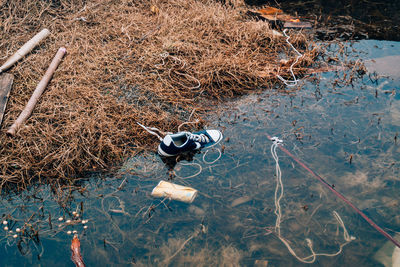 High angle view of crab on dry land