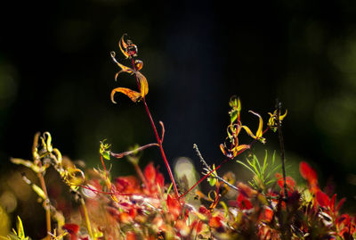 Close-up of red flowering plant