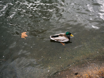 High angle view of mallard duck swimming in lake