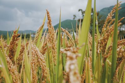 Close-up of wheat growing on field against sky