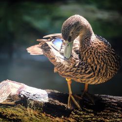 Close-up of duck on lakeshore