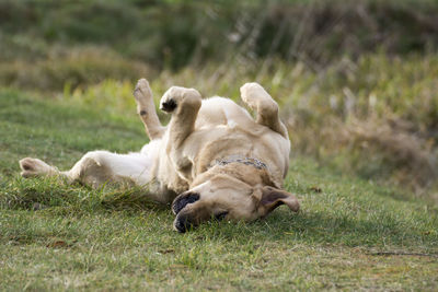 Dog having fun on field