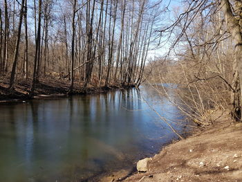 Bare trees by river in forest