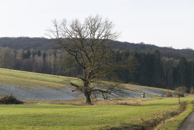 Scenic view of trees on field against sky