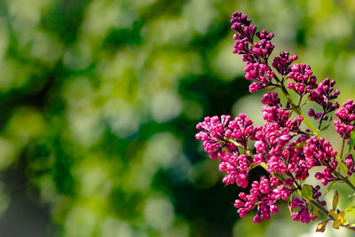 Close-up of pink flowering plant