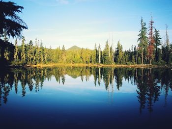 Reflection of trees in calm lake