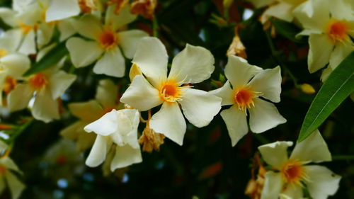 Close-up of white flowers blooming outdoors