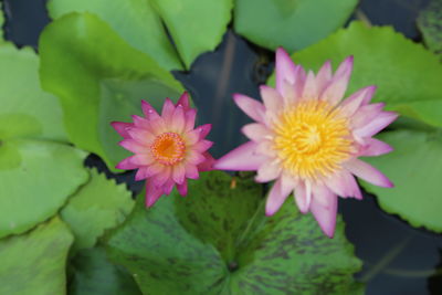 Close-up of pink water lily