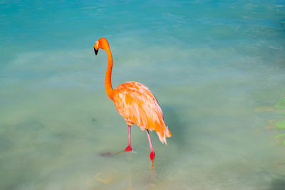 Bird flying over sea