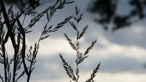 Low angle view of plants against sky