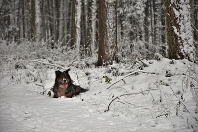Dog in snow covered land