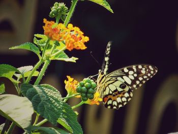 Close-up of butterfly on flower