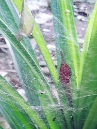 Close-up of spider on web