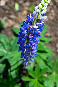 flowering plant