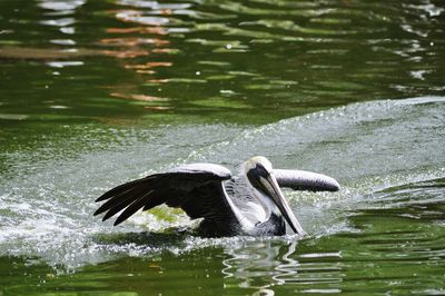 Close-up of duck in lake