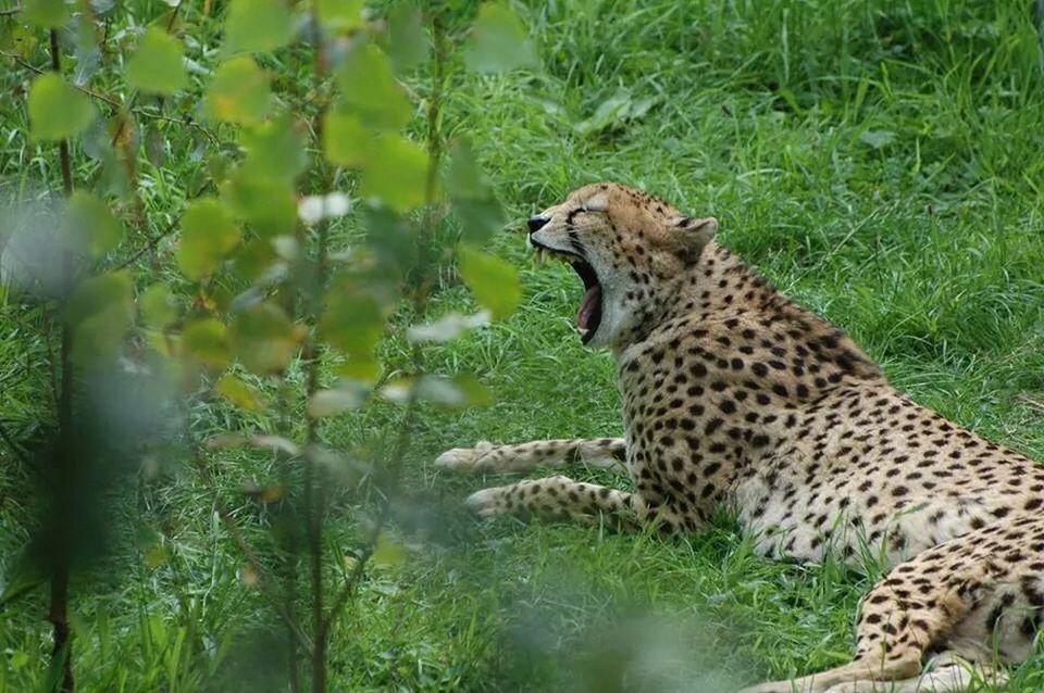 animal themes, one animal, mammal, animals in the wild, wildlife, grass, field, green color, plant, nature, safari animals, forest, side view, zoo, day, outdoors, animals in captivity, focus on foreground, feline, relaxation