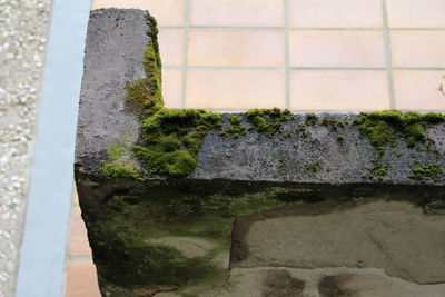 Close-up of plants