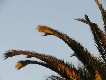 Low angle view of palm tree against clear sky