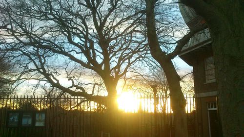 Low angle view of silhouette trees against sky during sunset