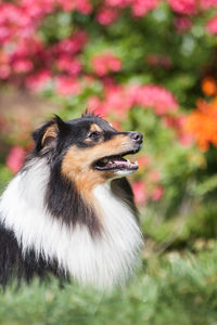 Close-up of a dog looking away