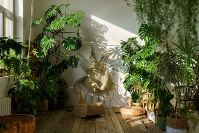 Interior of cozy home garden with fresh green monstera plant wicker chair wooden floor. urban jungle