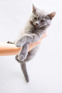 Close-up of hand holding cat over white background